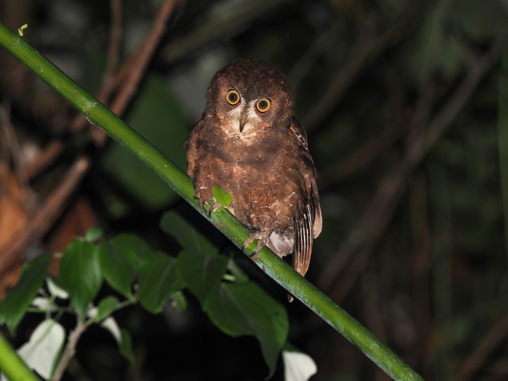 Si Kecil Eksotis: Celepuk Enggano, Burung Hantu Endemik dari Pulau ...