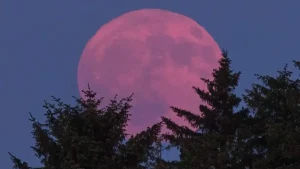 pink moon di sore hari [dok. web]
