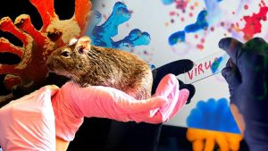 hati hati Hantavirus [dok. web]