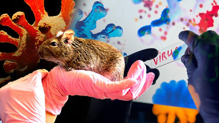 hati hati Hantavirus [dok. web]