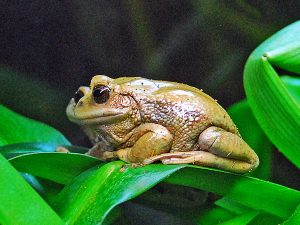 katak marsupial [dok. web]