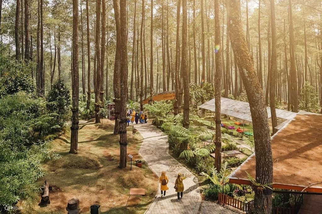 hutan pinus [dok. web]