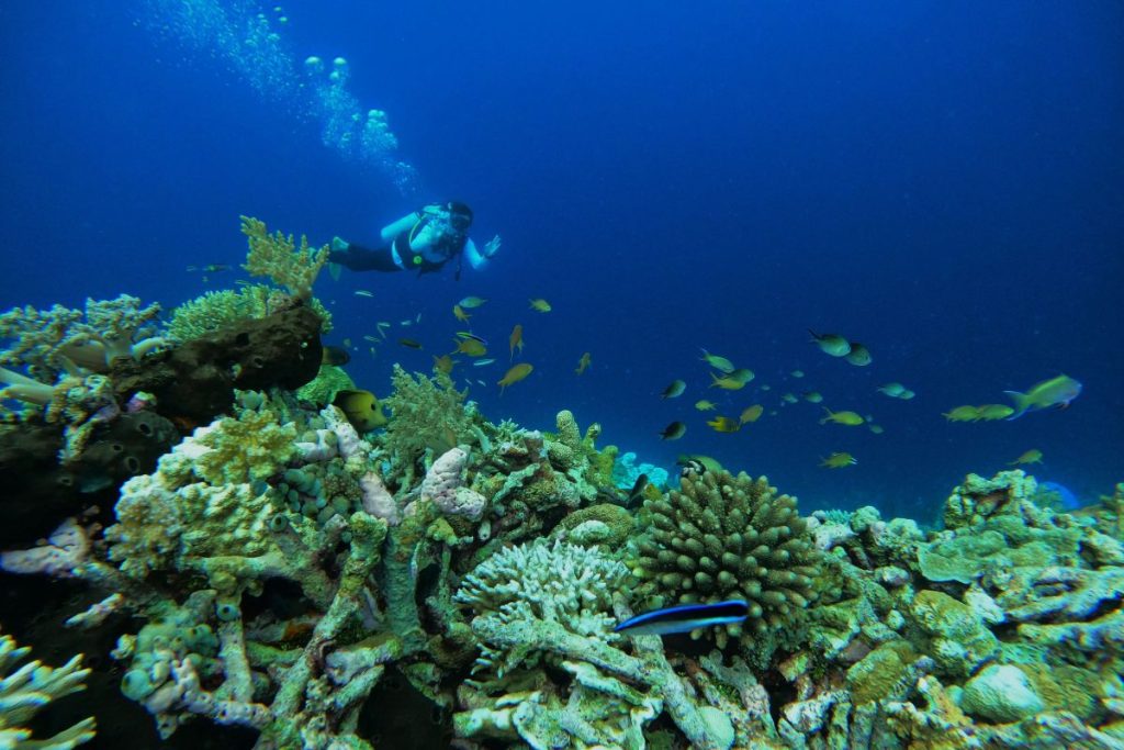 wakatobi sulawesi [web]