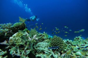 wakatobi sulawesi [web]