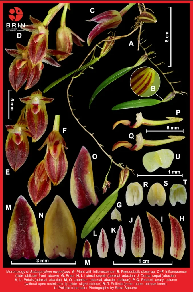 Anggrek endemik Raja Ampat (Reza Saputra/BRIN)