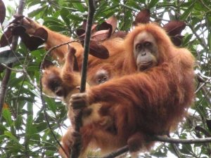 orangutan tapanuli [web]