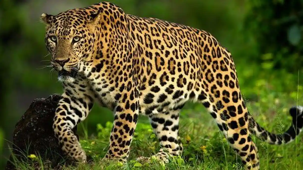 Tutul Tips Macan Tutul Jawa di Ambang Punah: Hutan Menyusut, Nasib Top Predator ...