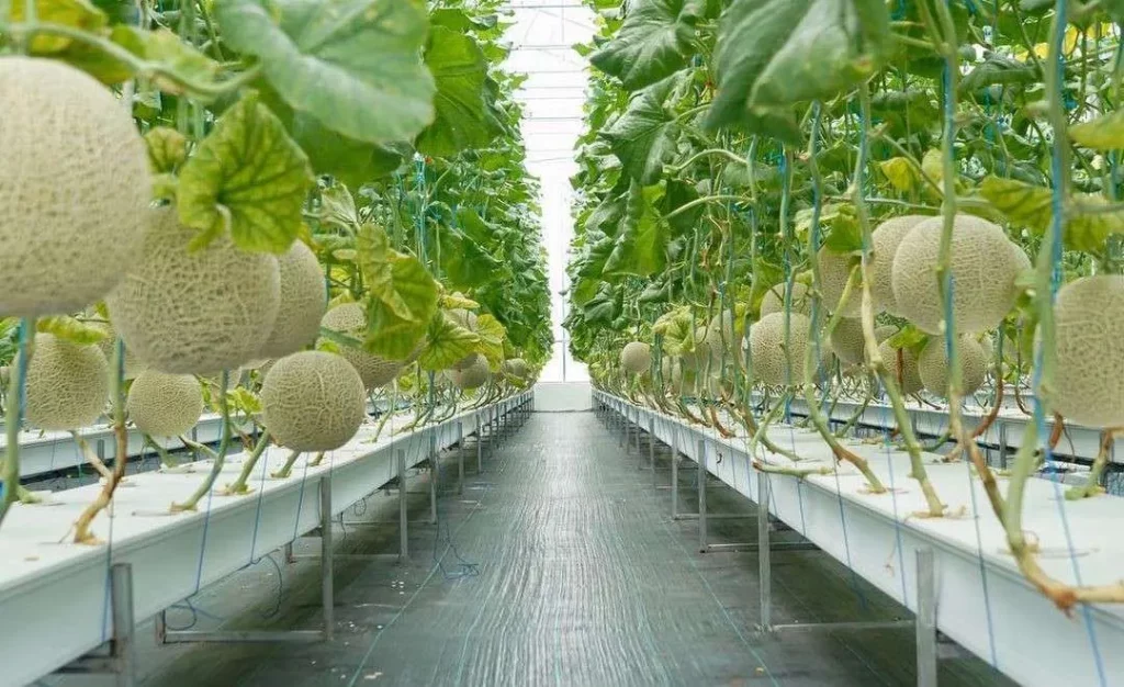 Ahmad Lafilian petani melon hidroponik [dok. web]